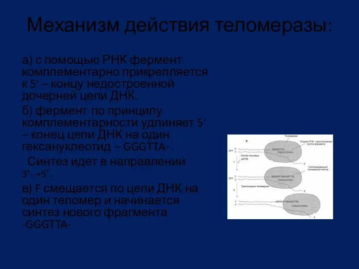 Механизм действия теломеразы: а) с помощью РНК фермент комплементарно прикрепляется