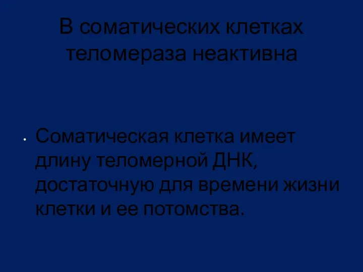 В соматических клетках теломераза неактивна Соматическая клетка имеет длину теломерной