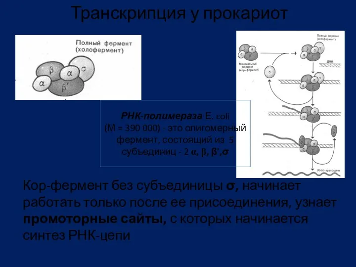 Кор-фермент без субъединицы σ, начинает работать только после ее присоединения,