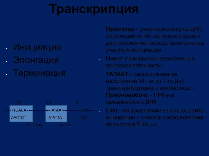 Транскрипция Инициация Элонгация Терминация -35 -10 +1 ----TTGACA ----------------TATAAT-------------CAT----- ----AACTGT----------------ATATTA-------------GTA----