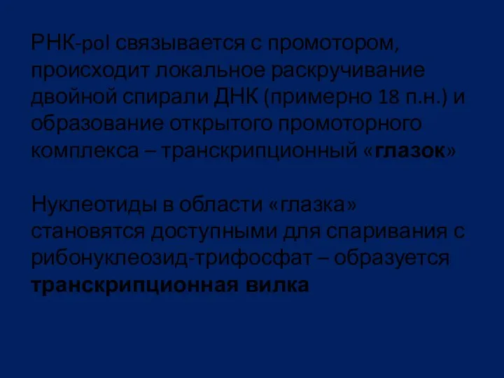 РНК-pol связывается с промотором, происходит локальное раскручивание двойной спирали ДНК