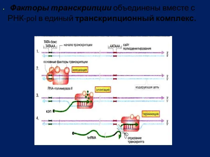 Факторы транскрипции объединены вместе с РНК-pol в единый транскрипционный комплекс.