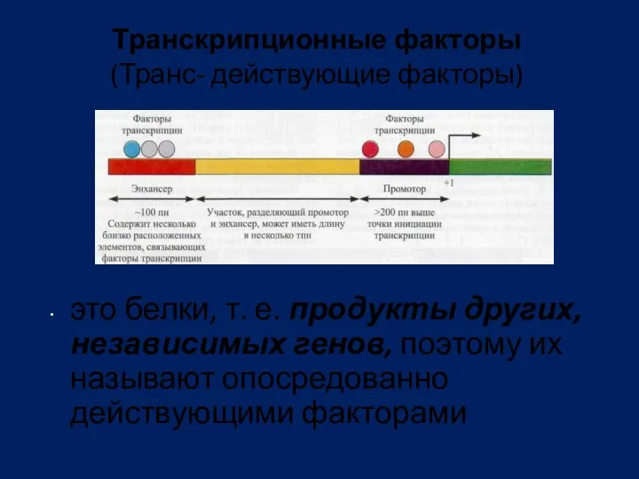 Транскрипционные факторы (Транс- действующие факторы) это белки, т. е. продукты