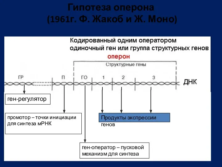 Гипотеза оперона (1961г. Ф. Жакоб и Ж. Моно) ген-регулятор промотор – точки инициации