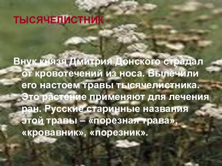 ТЫСЯЧЕЛИСТНИК Внук князя Дмитрия Донского страдал от кровотечений из носа.