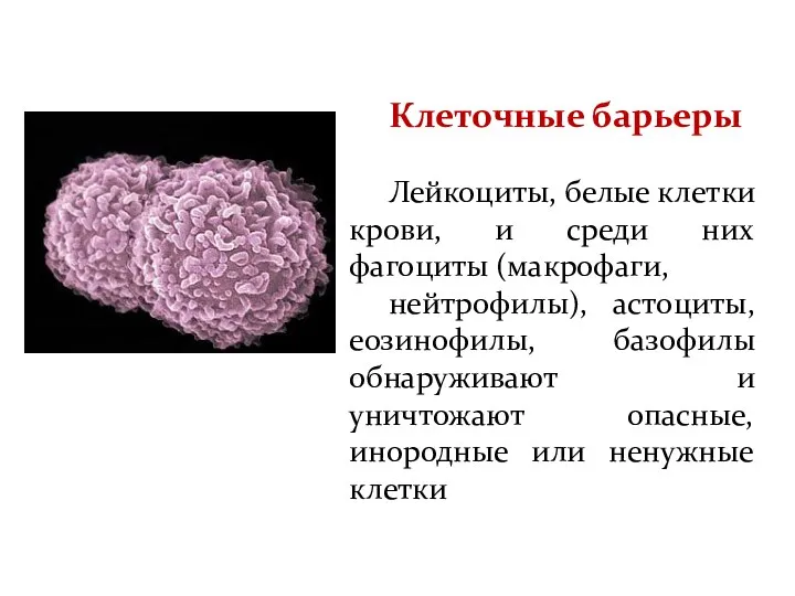Клеточные барьеры Лейкоциты, белые клетки крови, и среди них фагоциты (макрофаги, нейтрофилы), астоциты,