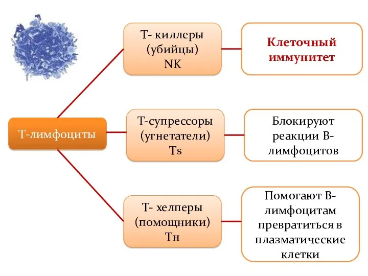Т-лимфоциты Т- киллеры (убийцы) NK Т-супрессоры (угнетатели) Тs Т- хелперы (помощники) Tн Клеточный