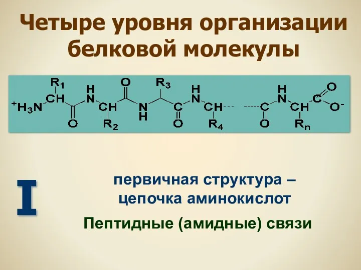 Четыре уровня организации белковой молекулы первичная структура – цепочка аминокислот I Пептидные (амидные) связи