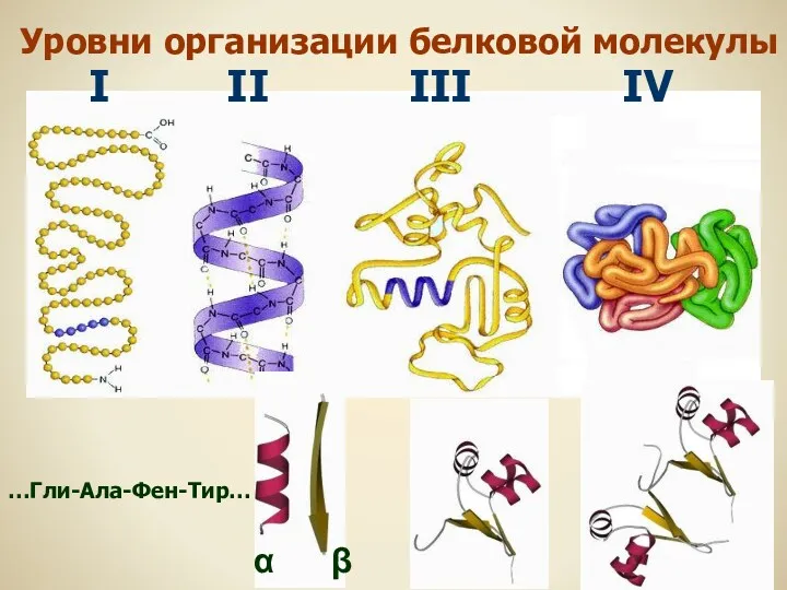 Уровни организации белковой молекулы