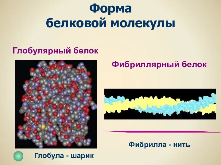 Глобулярный белок Фибриллярный белок Глобула - шарик Фибрилла - нить Форма белковой молекулы