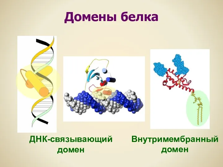 Домены белка ДНК-связывающий домен Внутримембранный домен