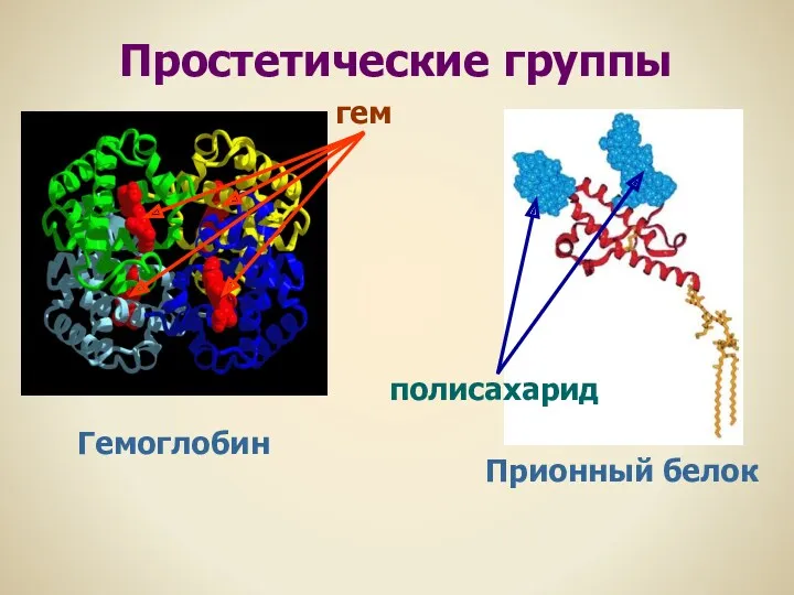 Гемоглобин гем Простетические группы Прионный белок полисахарид