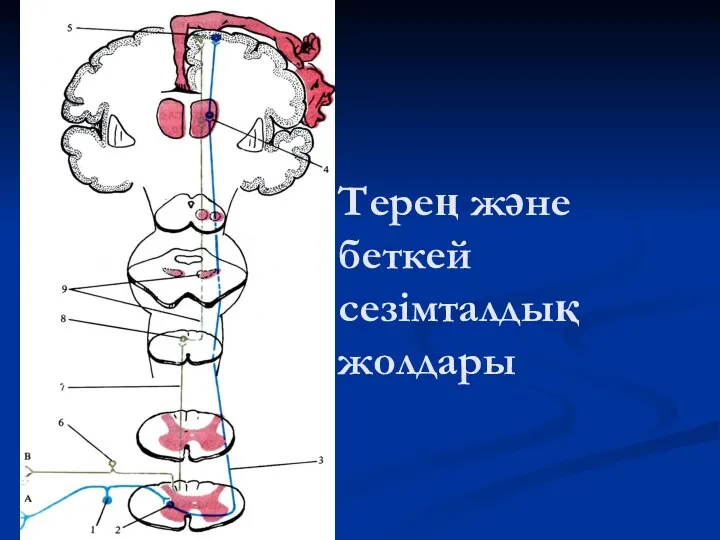 Терең және беткей сезімталдық жолдары