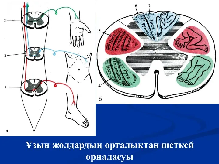 Ұзын жолдардың орталықтан шеткей орналасуы