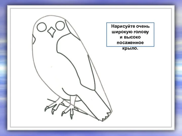 Нарисуйте очень широкую голову и высоко посаженное крыло.