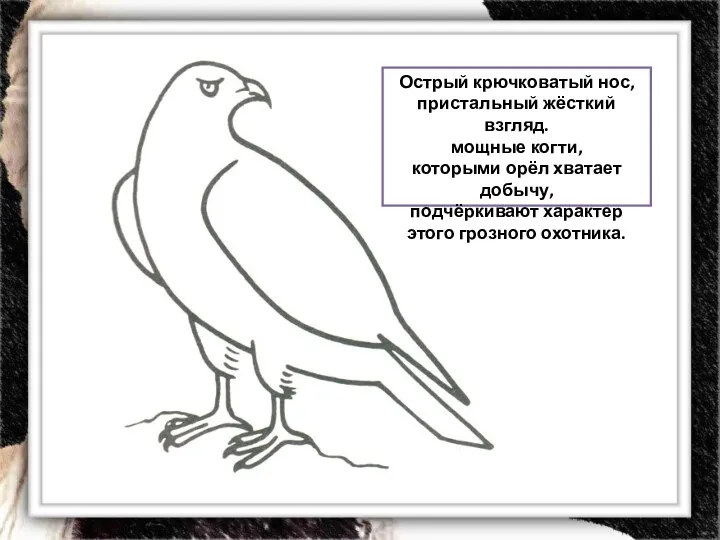 Острый крючковатый нос, пристальный жёсткий взгляд. мощные когти, которыми орёл