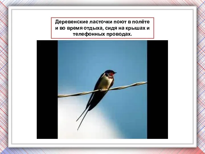 Деревенские ласточки поют в полёте и во время отдыха, сидя на крышах и телефонных проводах.