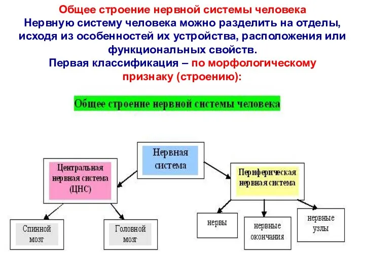 Общее строение нервной системы человека Нервную систему человека можно разделить