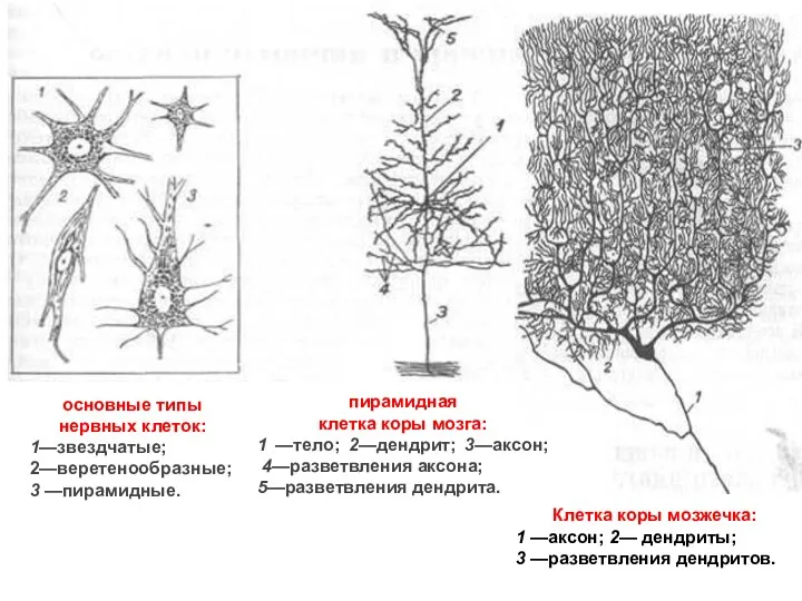 основные типы нервных клеток: 1—звездчатые; 2—веретенообразные; 3 —пирамидные. Клетка коры