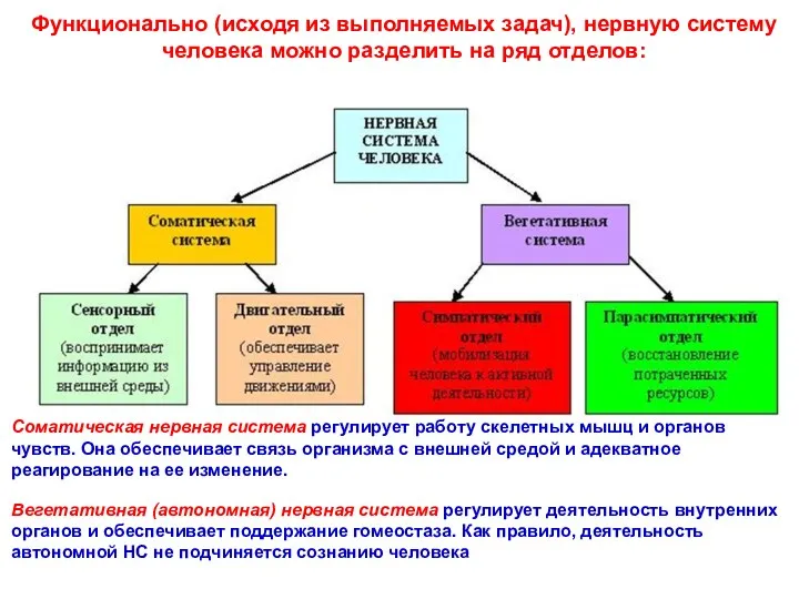 Функционально (исходя из выполняемых задач), нервную систему человека можно разделить