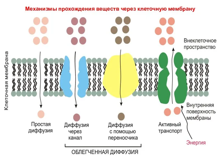 Механизмы прохождения веществ через клеточную мембрану