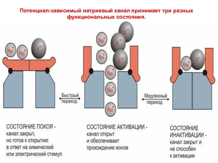 Потенциал-зависимый натриевый канал принимает три разных функциональных состояния.