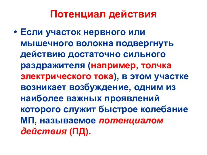 Потенциал действия Если участок нервного или мышечного волокна подвергнуть действию