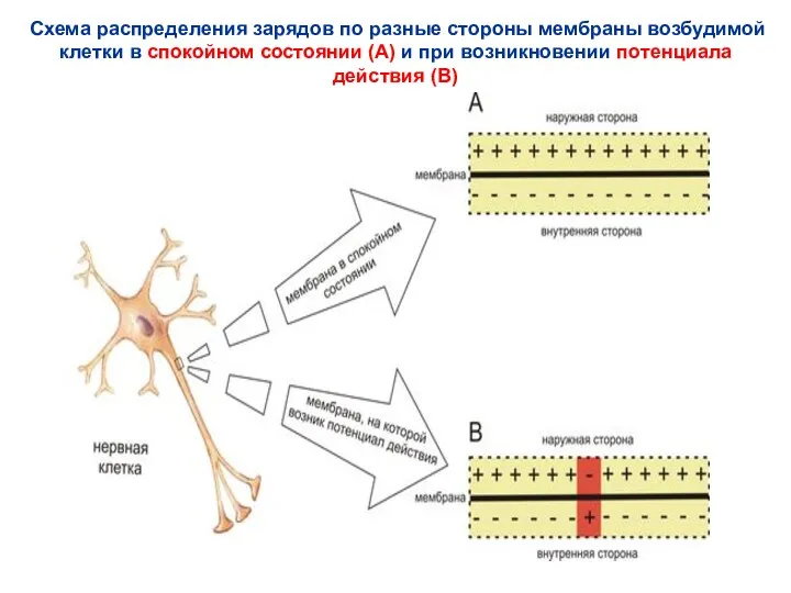 Схема распределения зарядов по разные стороны мембраны возбудимой клетки в