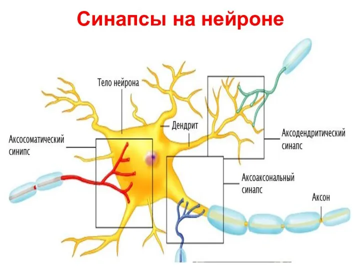Синапсы на нейроне