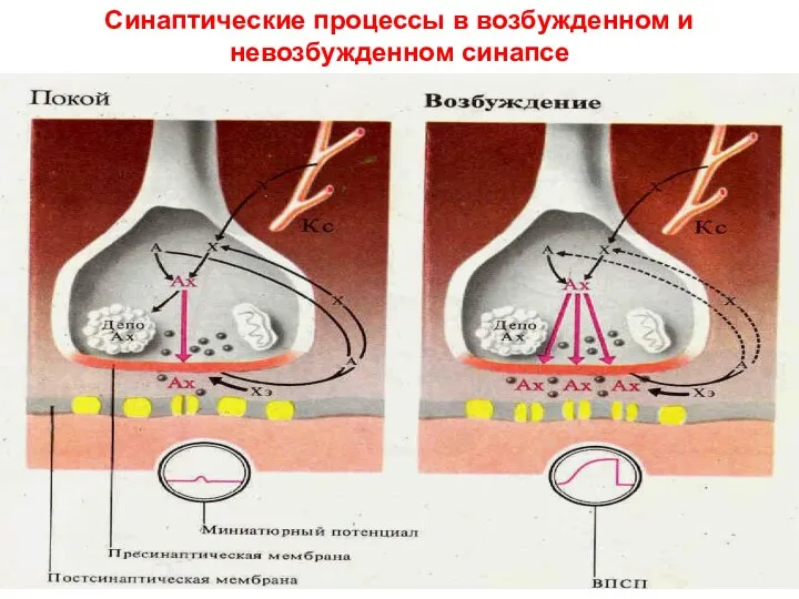 Синаптические процессы в возбужденном и невозбужденном синапсе