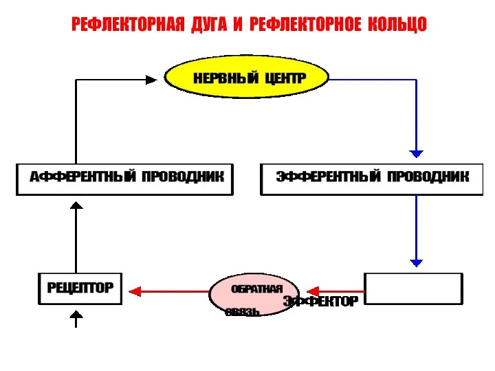 РЕФЛЕКТОРНАЯ ДУГА И РЕФЛЕКТОРНОЕ КОЛЬЦО