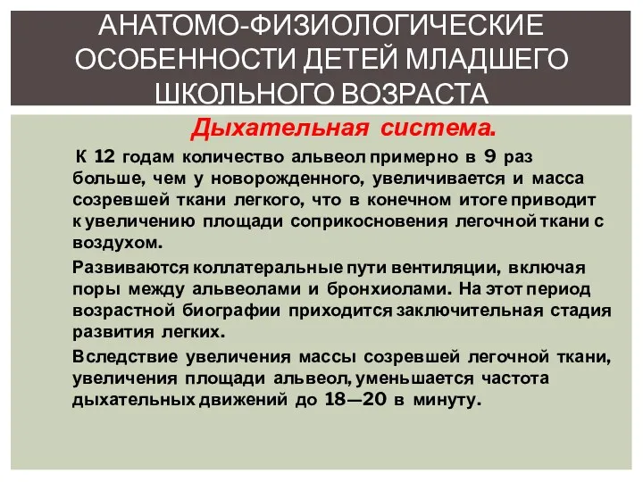 Дыхательная система. К 12 годам количество альвеол примерно в 9