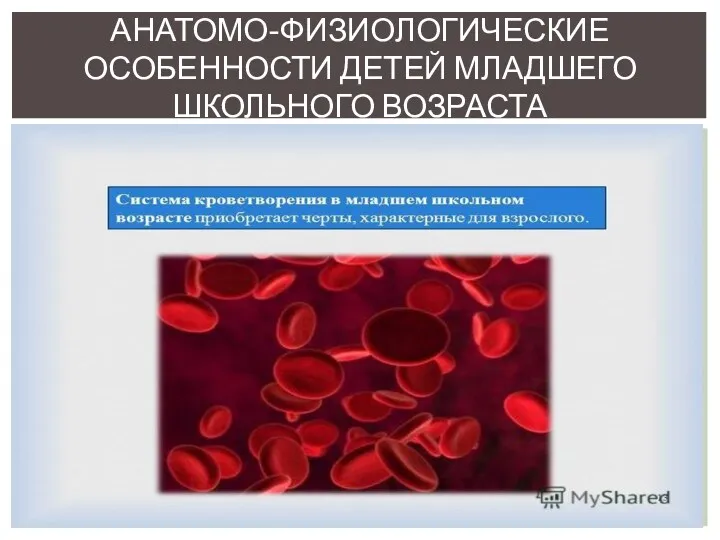 Система кроветворения в младшем школьном возрасте приобретает черты, характерные для