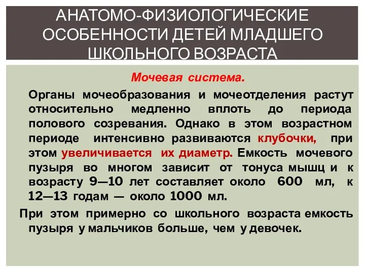 Мочевая система. Органы мочеобразования и мочеотделения растут относительно медленно вплоть