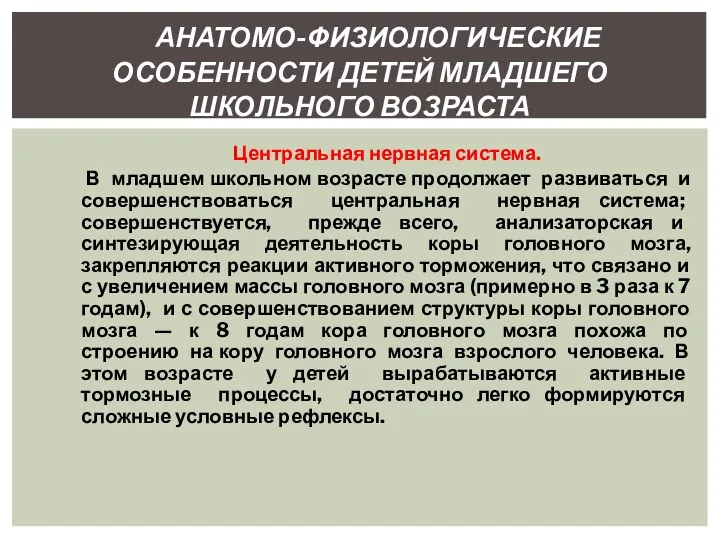 Центральная нервная система. В младшем школьном возрасте продолжает развиваться и