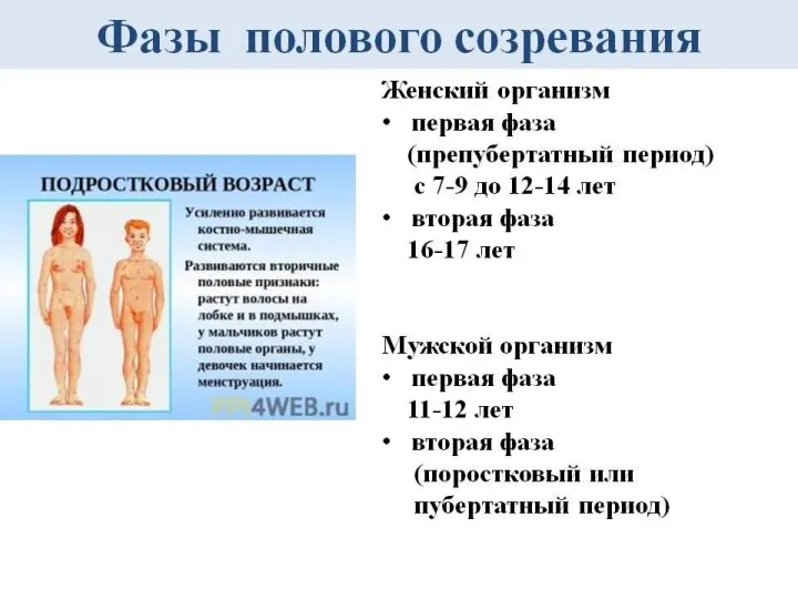 Развитие пола. ФИЗИЧЕСКОЕ, НЕРВНО-ПСИХИЧЕСКОЕ, СОЦИАЛЬНОЕ И ПОЗНАВАТЕЛЬНОЕ РАЗВИТИЕ