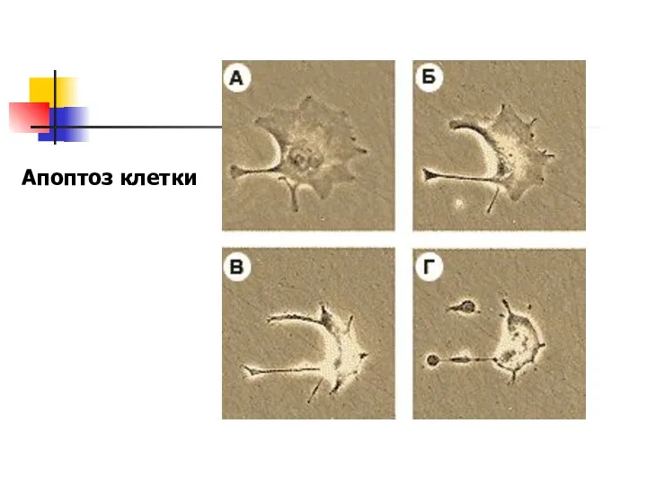 Апоптоз клетки