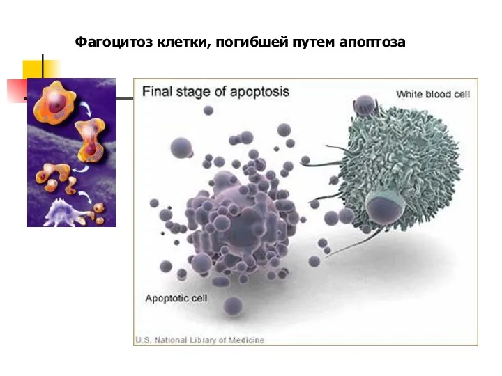 Фагоцитоз клетки, погибшей путем апоптоза