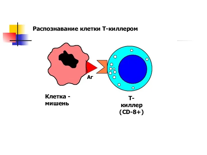 Клетка - мишень Т-киллер (CD-8+) Аг Распознавание клетки Т-киллером