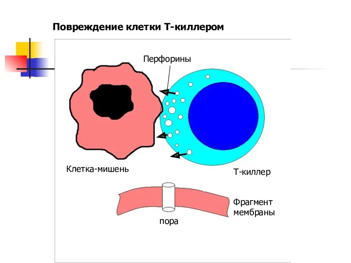 Клетка-мишень Т-киллер Фрагмент мембраны пора Повреждение клетки Т-киллером Перфорины