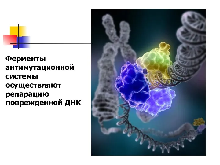 Ферменты антимутационной системы осуществляют репарацию поврежденной ДНК