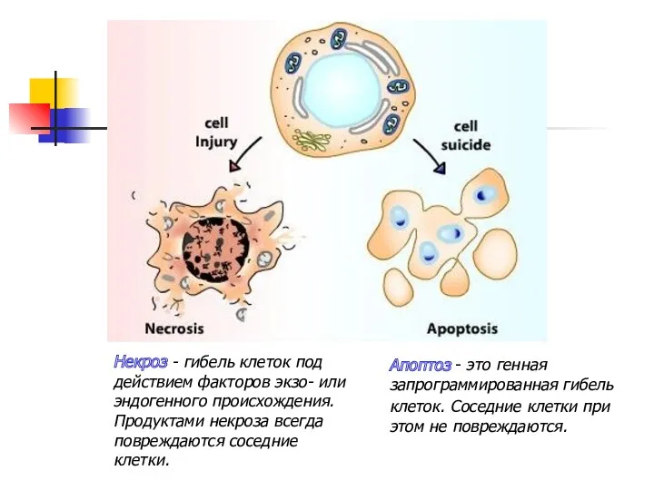 Апоптоз - это генная запрограммированная гибель клеток. Соседние клетки при