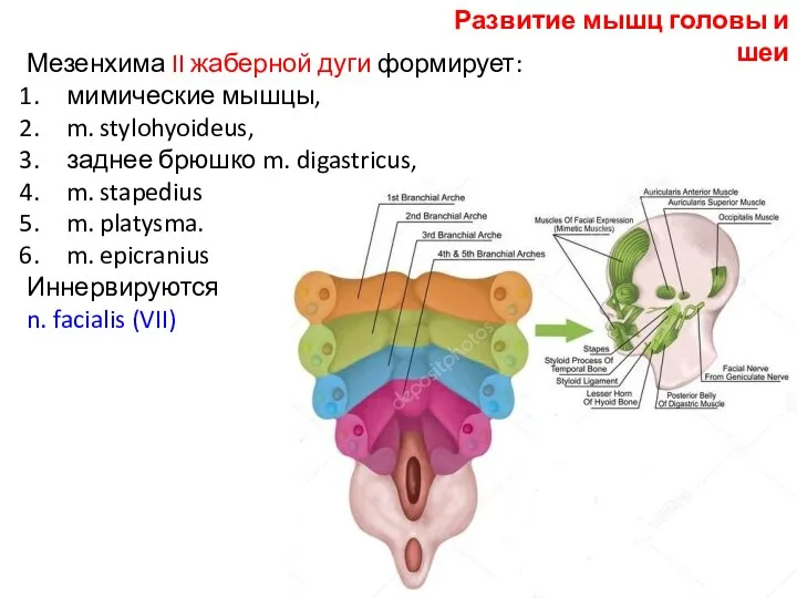 Мезенхима II жаберной дуги формирует: мимические мышцы, m. stylohyoideus, заднее брюшко m. digastricus,