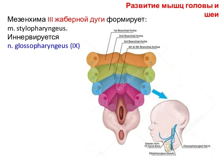 Мезенхима III жаберной дуги формирует: m. stylopharyngeus. Иннервируется n. glossopharyngeus (IX) Развитие мышц головы и шеи