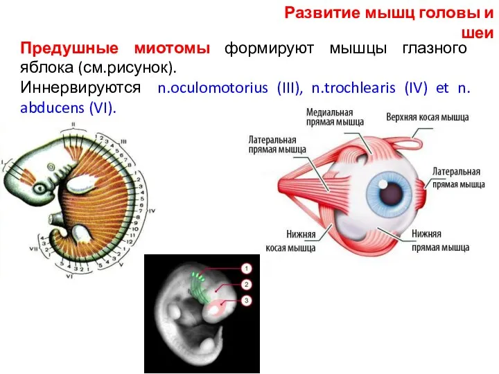 Предушные миотомы формируют мышцы глазного яблока (см.рисунок). Иннервируются n.oculomotorius (III), n.trochlearis (IV) et