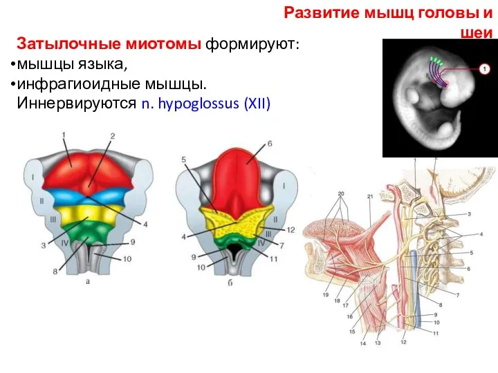 Затылочные миотомы формируют: мышцы языка, инфрагиоидные мышцы. Иннервируются n. hypoglossus (XII) Развитие мышц головы и шеи