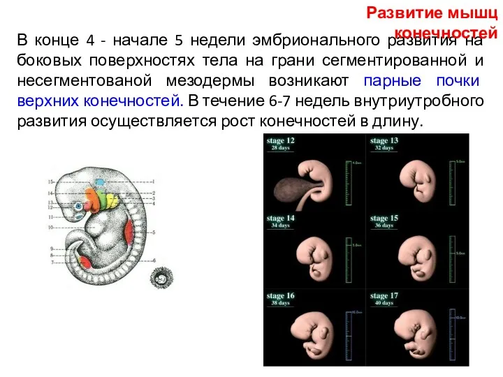 В конце 4 - начале 5 недели эмбрионального развития на боковых поверхностях тела