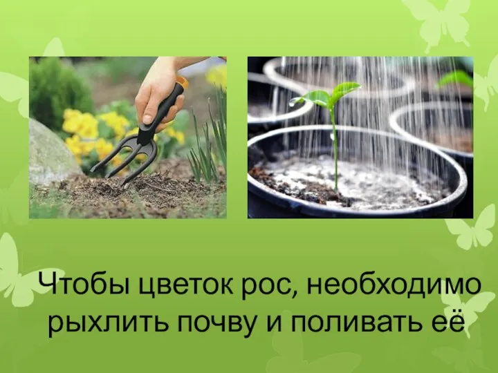 Чтобы цветок рос, необходимо рыхлить почву и поливать её