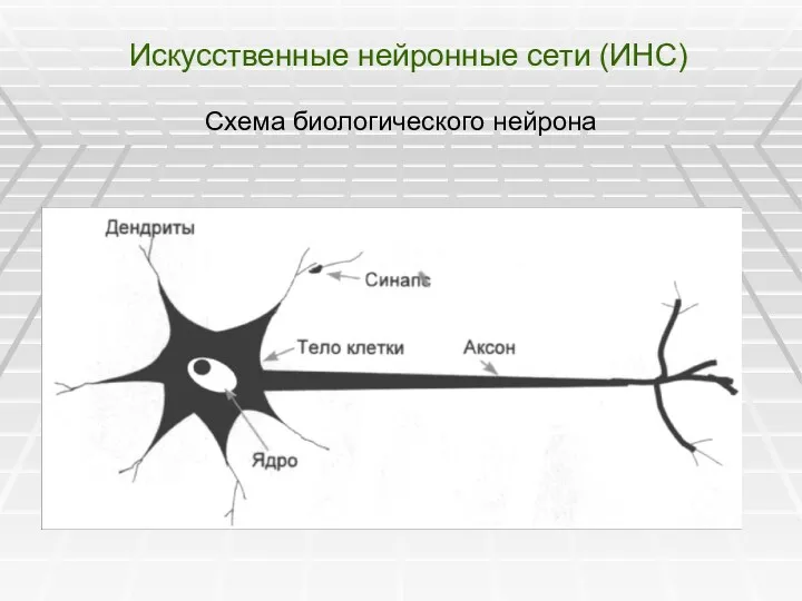 Искусственные нейронные сети (ИНС) Схема биологического нейрона