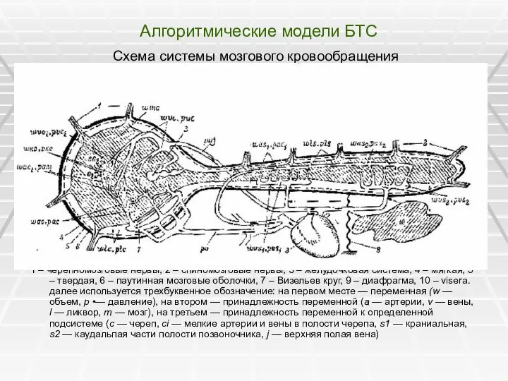 Алгоритмические модели БТС Схема системы мозгового кровообращения 1 – черепномозговые